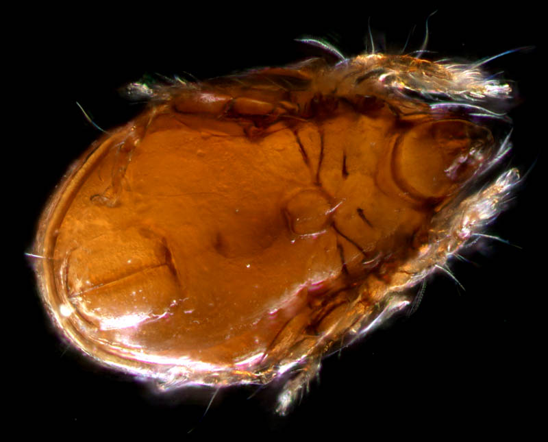 ナガコソデダニ属の1種 （Protoribates sp.)