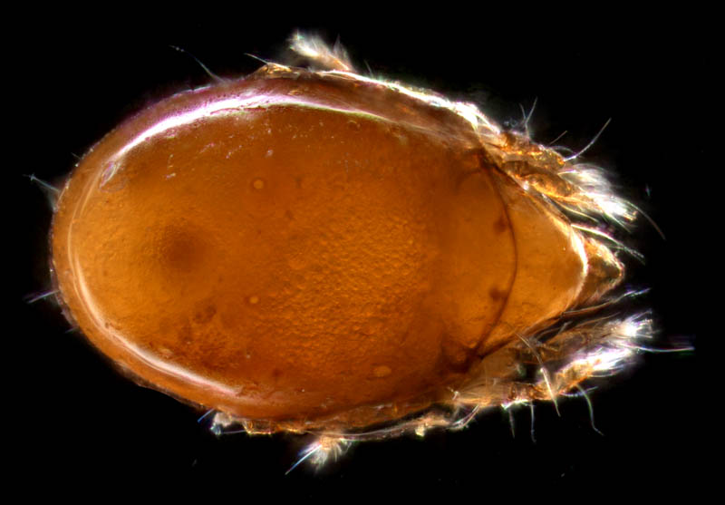 ナガコソデダニ属の1種 （Protoribates sp.)