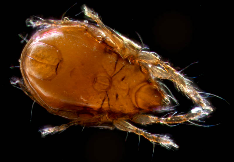 ナガコソデダニ属の1種 （Protoribates sp.)