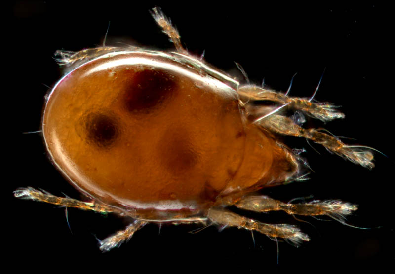 ナガコソデダニ属の1種 （Protoribates sp.)