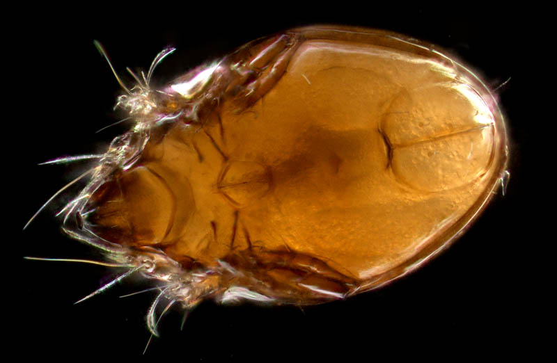 ナガコソデダニ属の1種 （Protoribates sp.)