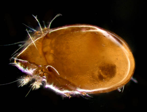 ナガコソデダニ属の1種 （Protoribates sp.)