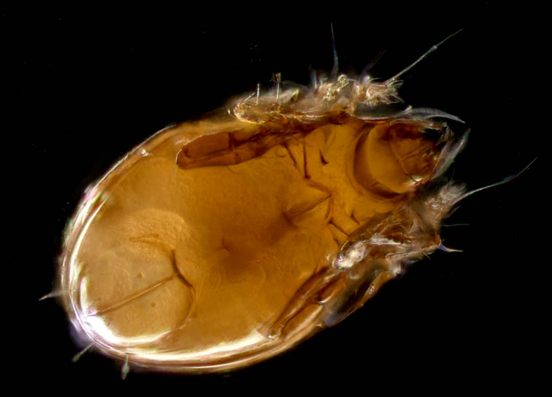 ナガコソデダニ属の1種 （Protoribates sp.)