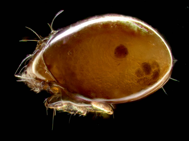 ナガコソデダニ属の1種 （Protoribates sp.)