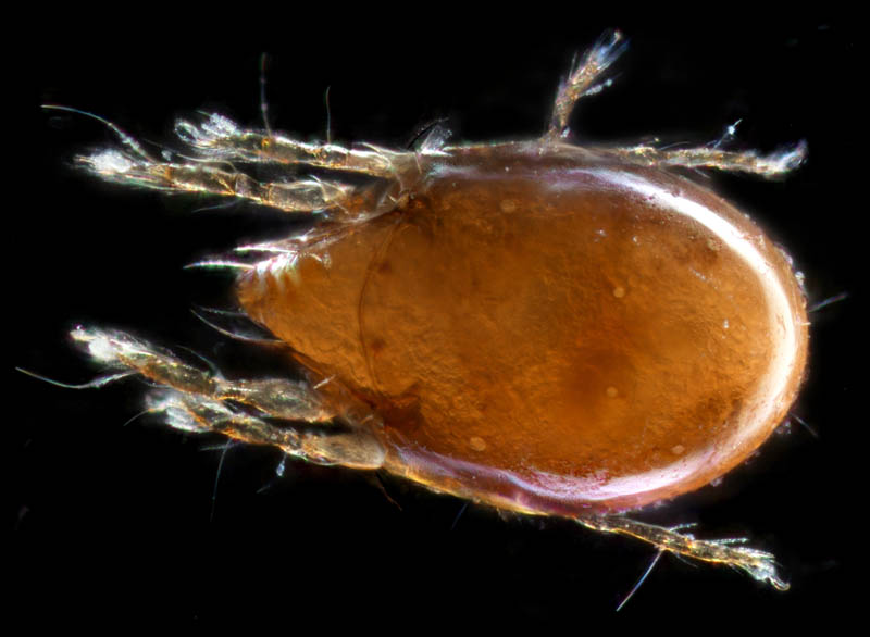 ナガコソデダニ属の1種 （Protoribates sp.)