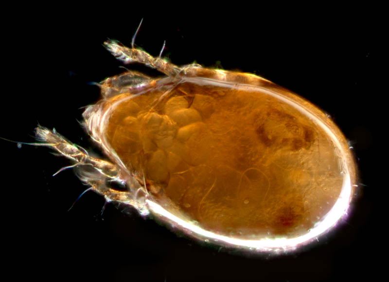 ナガコソデダニ属の1種 （Protoribates sp.)