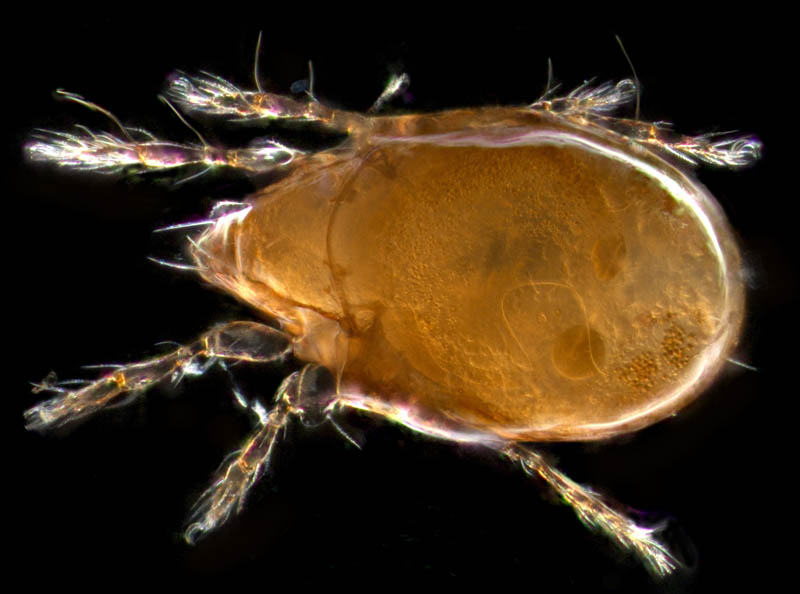 ナガコソデダニ属の1種 （Protoribates sp.)