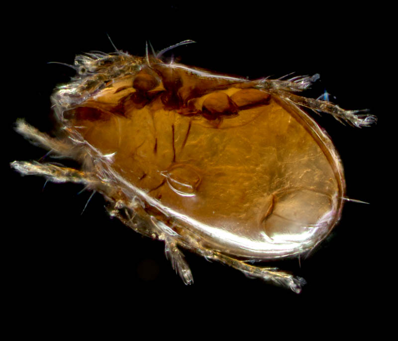 ナガコソデダニ属の1種 （Protoribates sp.)