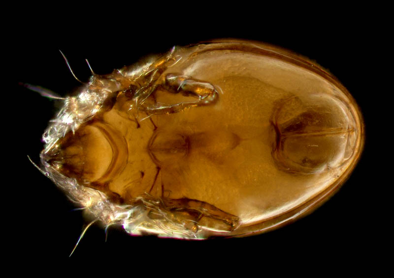 ナガコソデダニ属の1種 （Protoribates sp.)