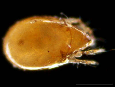 ナガコソデダニ属の1種 （Protoribates sp.)