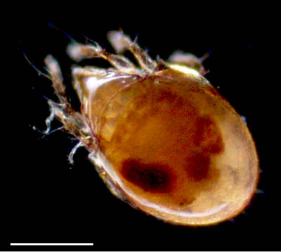 ナガコソデダニ属の1種 （Protoribates sp.)