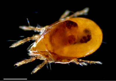 ナガコソデダニ属の1種 （Protoribates sp.)