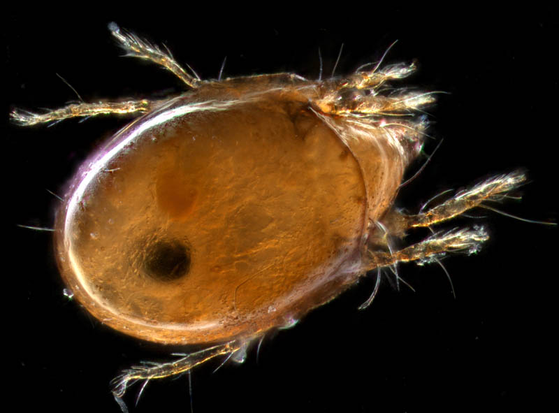 ナガコソデダニ属の1種 （Protoribates sp.)