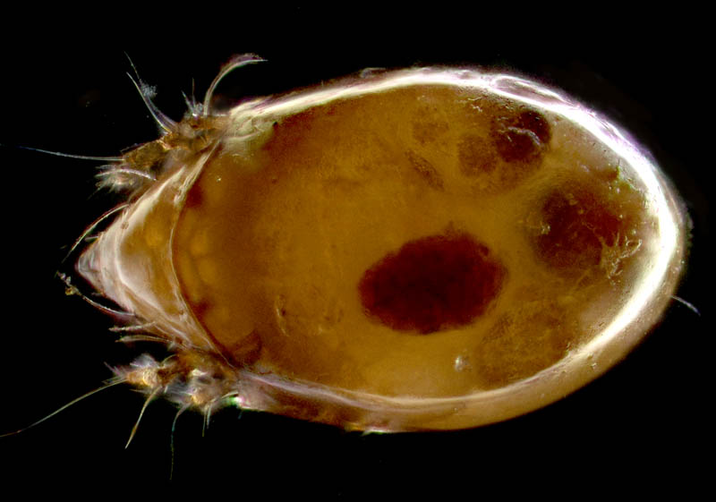 ナガコソデダニ属の1種 （Protoribates sp.)