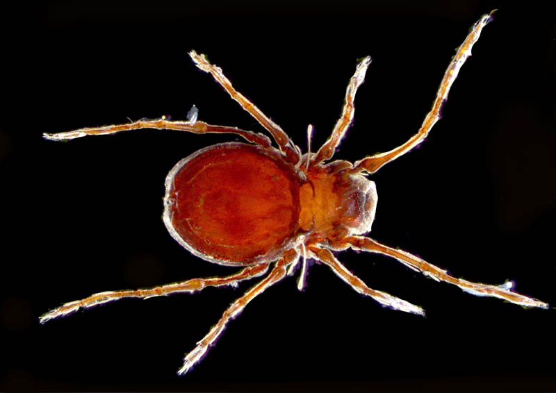 スネナガダニ属の1種 (Allodamaeus sp. )