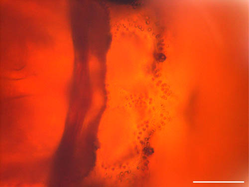 スネナガダニ属の1種 (Allodamaeus sp. )