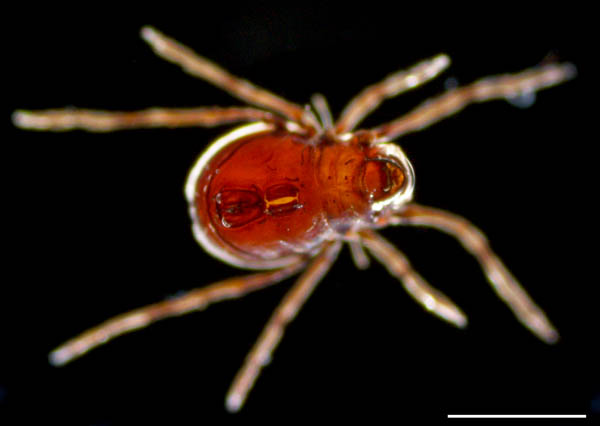 スネナガダニ属の1種 (Allodamaeus sp. )