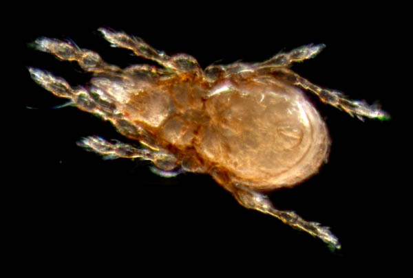 マドダニ科（Suctobelbidae）の1種