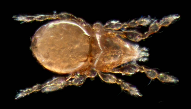 マドダニ科（Suctobelbidae）の1種