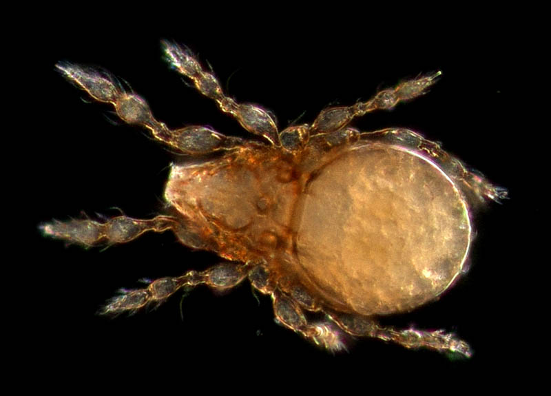 マドダニ科（Suctobelbidae）の1種