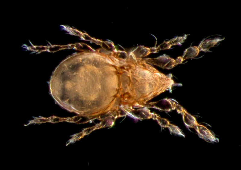 マドダニ科（Suctobelbidae）の1種