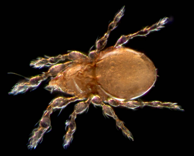 マドダニ科（Suctobelbidae）の1種