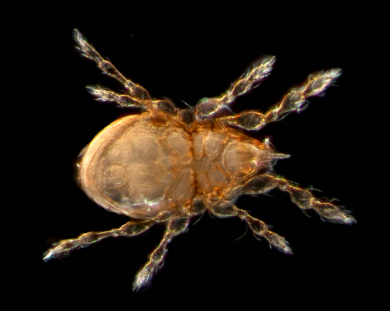 マドダニ科（Suctobelbidae）の1種