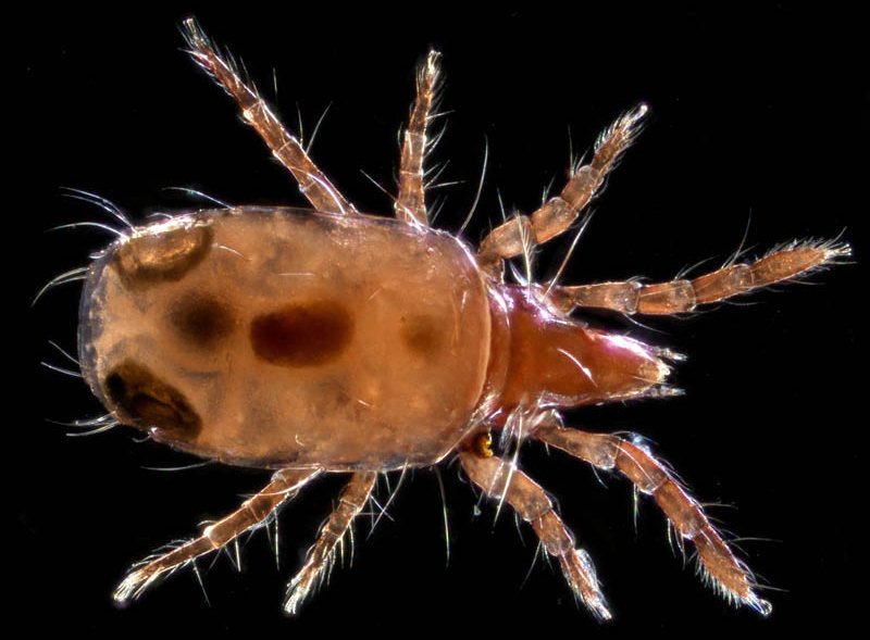 キョジンダニ（Apolohmannia gigantea）