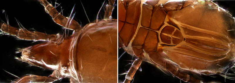 キョジンダニ（Apolohmannia gigantea）