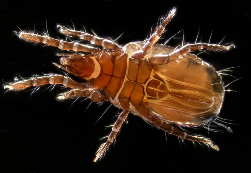 キョジンダニ（Apolohmannia gigantea）