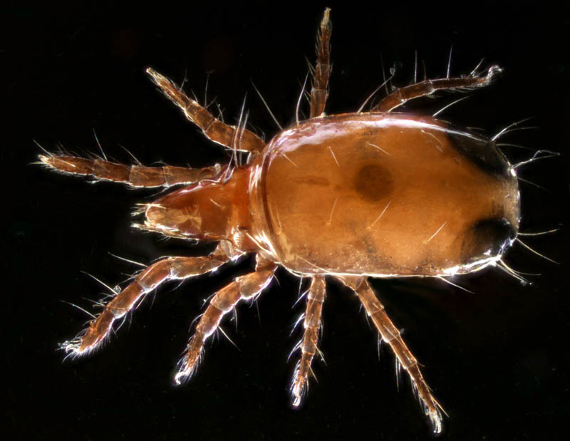 キョジンダニ（Apolohmannia gigantea）