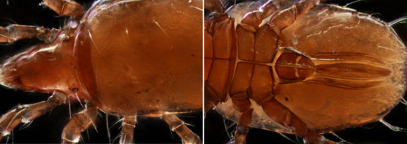 キョジンダニ（Apolohmannia gigantea）