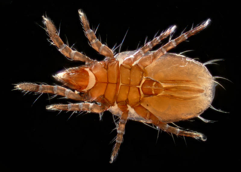 キョジンダニ（Apolohmannia gigantea）