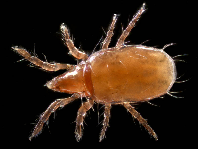 キョジンダニ（Apolohmannia gigantea）