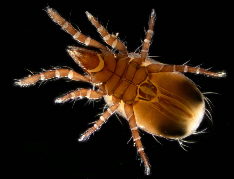 キョジンダニ（Apolohmannia gigantea）