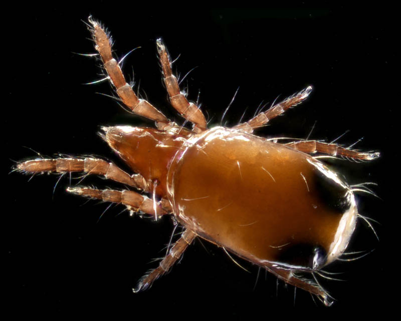 キョジンダニ（Apolohmannia gigantea）