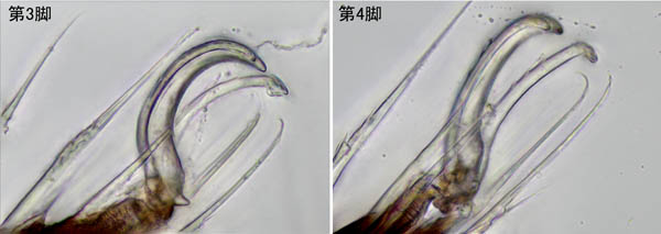 キョジンダニ（Apolohmannia gigantea）