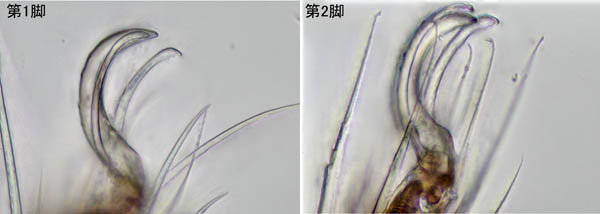 キョジンダニ（Apolohmannia gigantea）