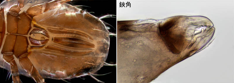 キョジンダニ（Apolohmannia gigantea）