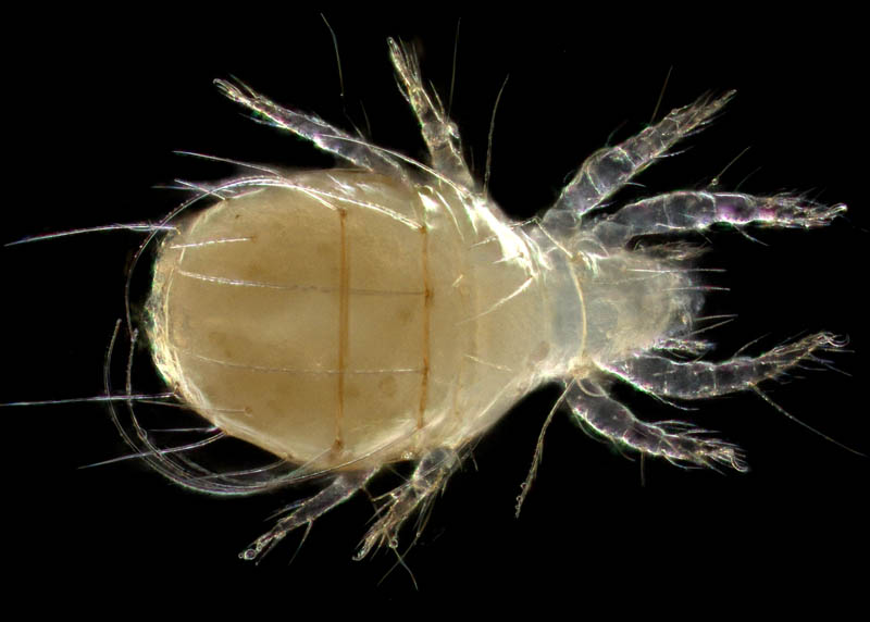 ケナガヒワダニ（Nipponiella simplex）