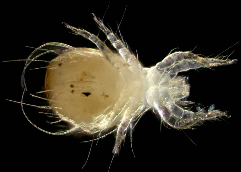 ケナガヒワダニ（Nipponiella simplex）