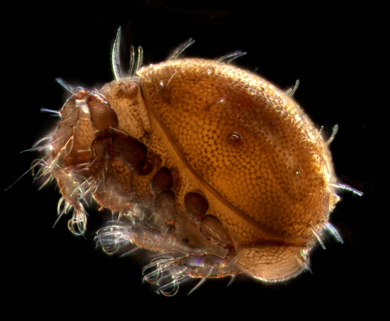 ドビンダニ科(Hermanniellidae)の1種