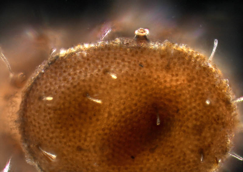 ドビンダニ科(Hermanniellidae)の1種