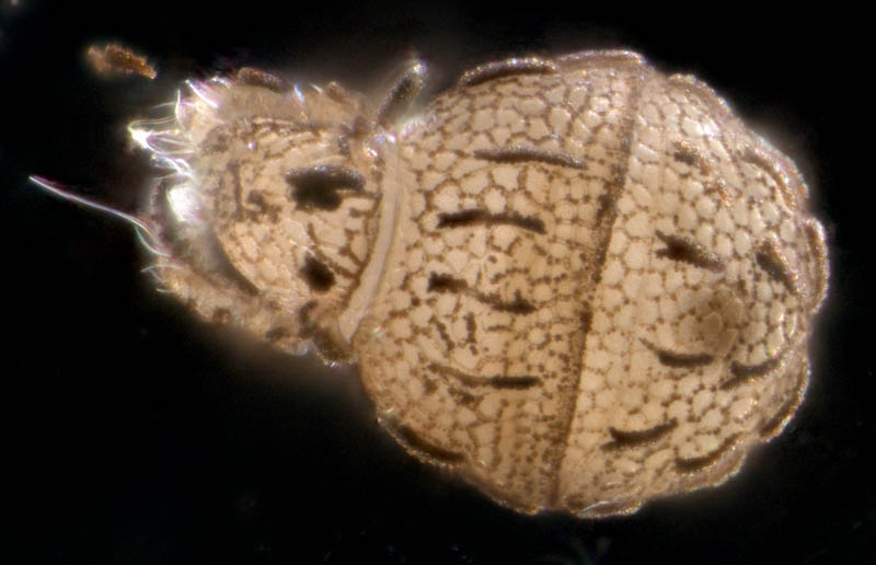 チョウチンダニ（Sphaerochthonius splendidus）