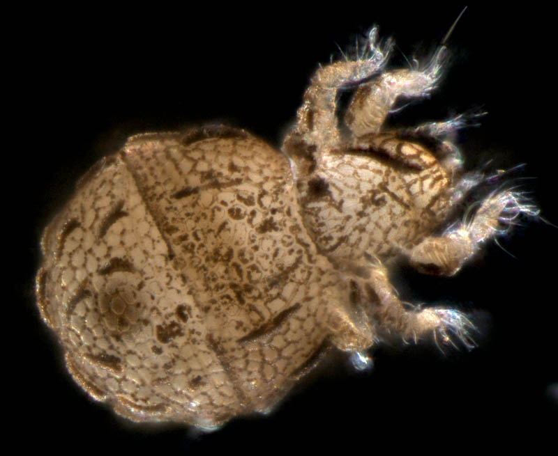 チョウチンダニ（Sphaerochthonius splendidus）