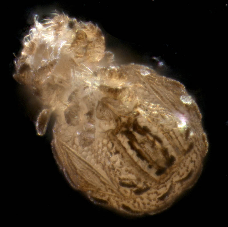 チョウチンダニ（Sphaerochthonius splendidus）