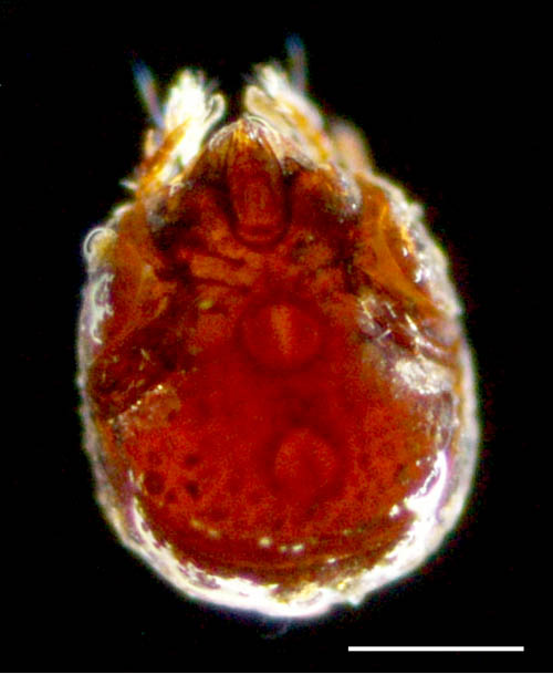 エンマダニ属の1種 （Eupelops sp.）