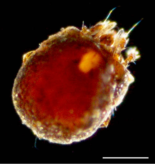 エンマダニ属の1種 （Eupelops sp.）