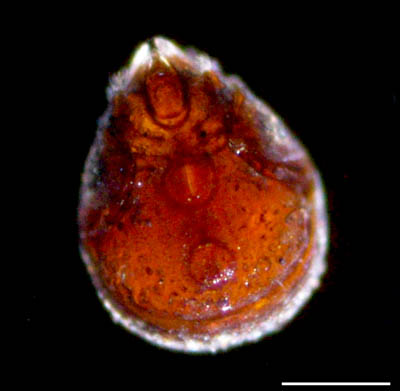 エンマダニ属の1種 （Eupelops sp.）