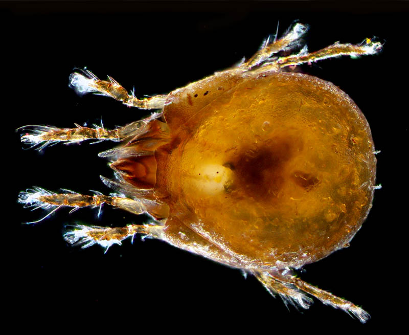 エンマダニ属の1種 （Eupelops sp.）